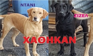 Χάθηκαν σκυλιά ΛΑΜΠΡΑΝΤΟΡ στην Αλεξάνδρεια - Δίνεται αμοιβή