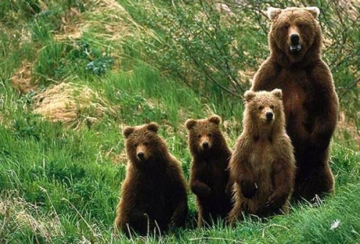 Φρίκη: Πυροβόλησαν και σκότωσαν τρεις αρκούδες - Η μία θήλαζε ακόμα τα μωρά της