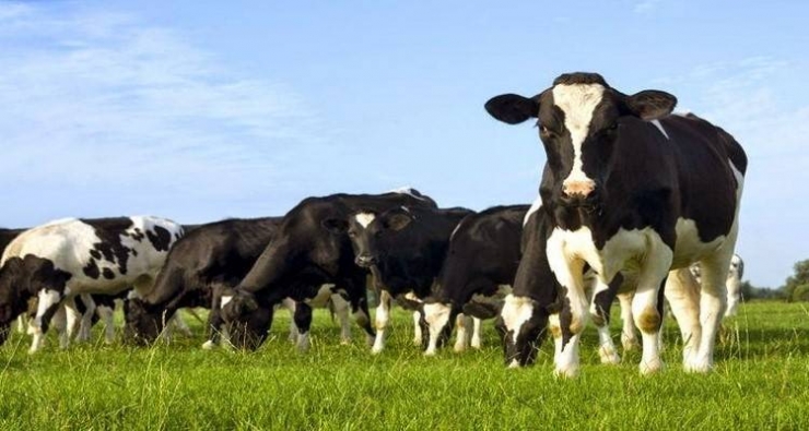 Νέες απαντήσεις για το θέμα της οζώδους δερματίτιδας των βοοειδών από την Π.Ε Ημαθίας