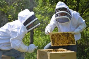 Πρόγραμμα χρηματοδότησης για τη μελισσοκομία
