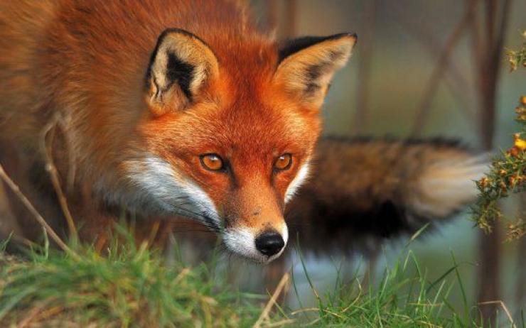 Πραγματοποιήθηκαν εναέριες ρίψεις εμβολίων-δολωμάτων των κόκκινων αλεπούδων στην Π.Ε Ημαθίας