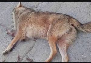 Νεκρός λύκος έξω από την Αλεξάνδρεια(Π.Ε.Ο. Αλεξάνδρειας - Βέροιας) - Σκληρές εικόνες