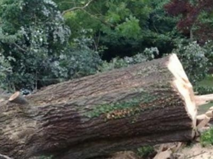 Τραγικός θάνατος για 72χρονο στην Αριδαία- Καταπλακώθηκε από δέντρο που έκοβε στο χωράφι του