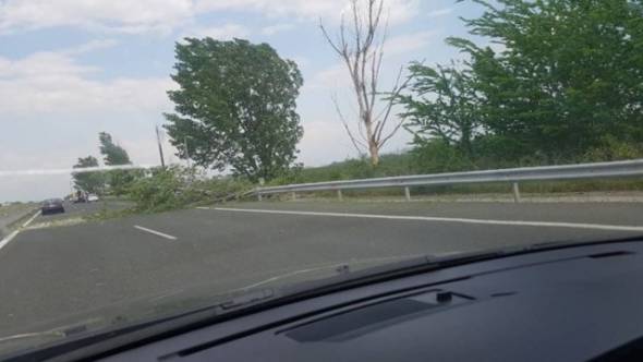 Δέντρο καταπλάκωσε διερχόμενο αυτοκίνητο-Ένας νεκρός