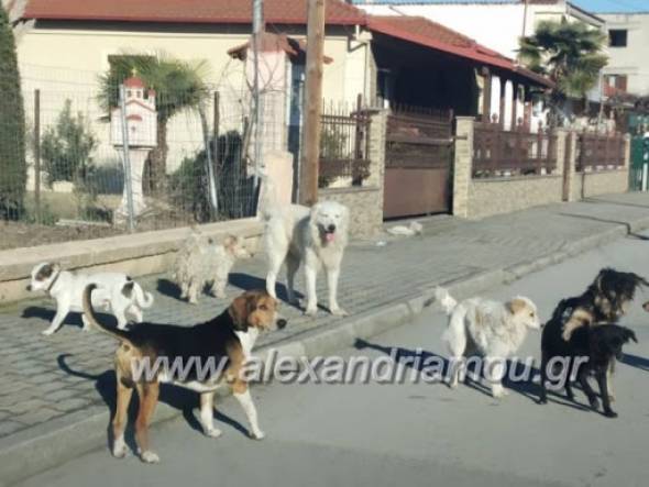 Ερώτηση Βουλευτού του ΜέΡΑ25 με θέμα¨Τα αδέσποτα στο δήμο Αλεξάνδρειας¨προς τους Υπουργούς Εσωτερικών και Αγροτικής Ανάπτυξης