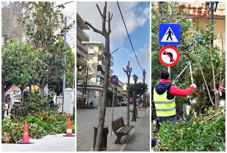 Συνεχίζονται την Τετάρτη 12 και την Πέμπτη 13 Φεβρουαρίου οι εργασίες κλαδέματος των δέντρων στην Αλεξάνδρεια