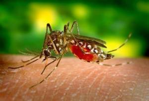 Δήμος Αλεξάνδρειας: Πρόγραμμα Καταπολέμησης Κουνουπιών για την εβδομάδα 25 έως 28 Ιουνίου 2024