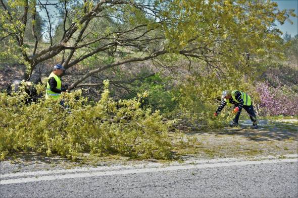 Κυκλοφοριακές ρυθμίσεις για την κοπή δέντρων στην Π.Ε.Ο. Αλεξάνδρειας-Κατερίνης στο τμήμα Νησελίου-Κυψέλης