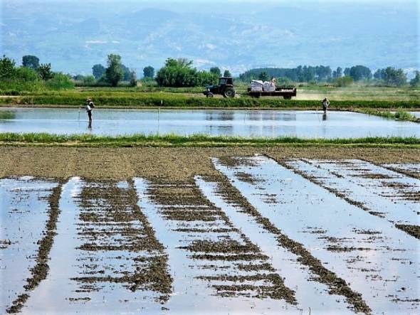 Ενημέρωση από το Δήμο Αλεξάνδρειας σχετικά με τη συνάντηση που πραγματοποιήθηκε με θέμα την Καλλιέργεια Ρυζιού