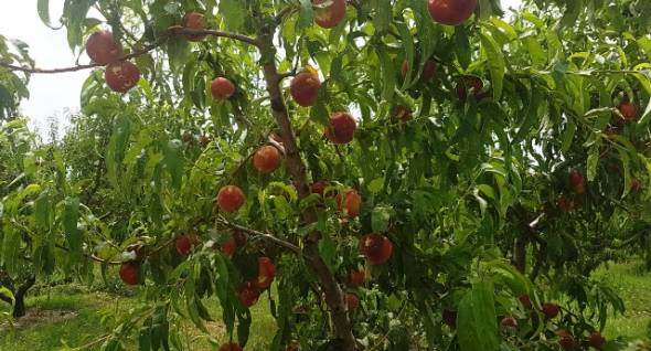 Υποβολή δηλώσεων για ζημιές σε δενδρώδεις καλλιέργειες της Δ.Κ. Αλεξάνδρειας