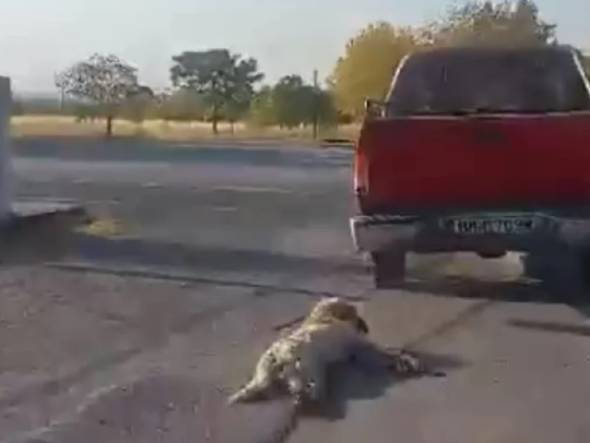 Κτηνωδία στην Ημαθία: Κατηγορούμενος για κακούργημα ο οδηγός του αγροτικού που έσερνε δεμένο σκύλο στην άσφαλτο